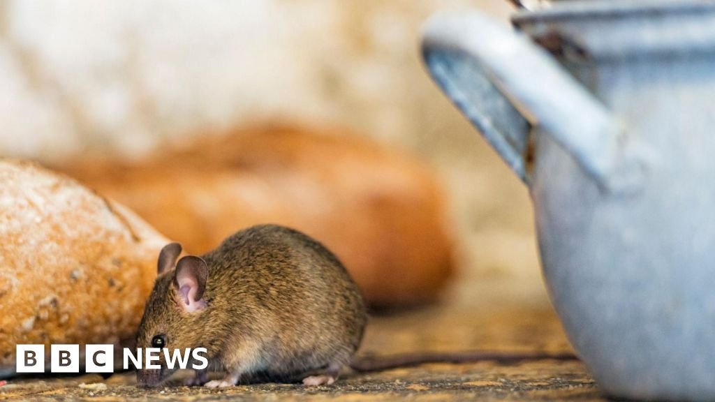 Moma Foods recalls porridge months after mouse contamination