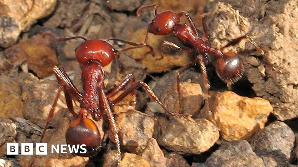 Kenya’s queen ants worth $220 each fuel booming global wildlife black market