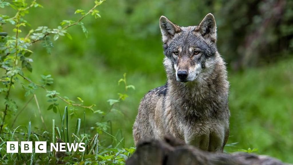 Wolf bites woman in shock German attack in Hamburg shopping street