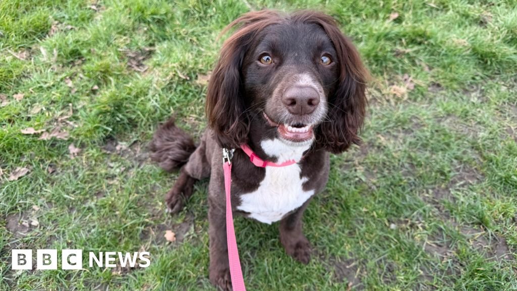 Designer dog crossbreeds show more ‘undesirable’ behaviours, vets say