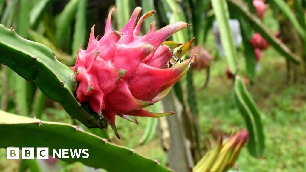 Dragon fruit: The spiky cactus helping India farmers make money