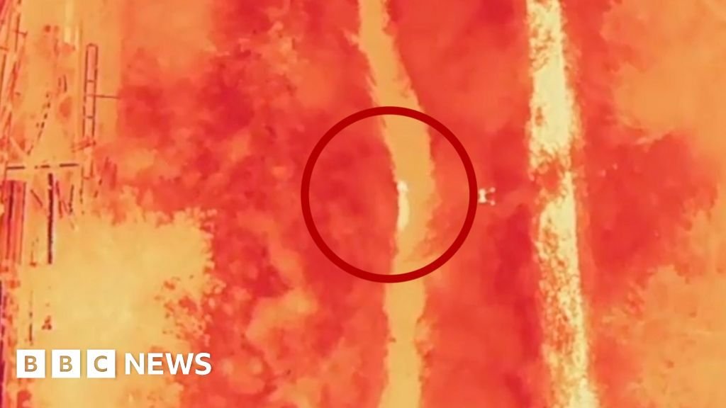 Watch: Moment wolf on the run in South Korea is found