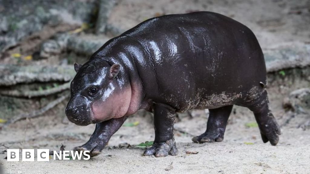 Man fined after breaking into viral hippo Moo Deng’s enclosure