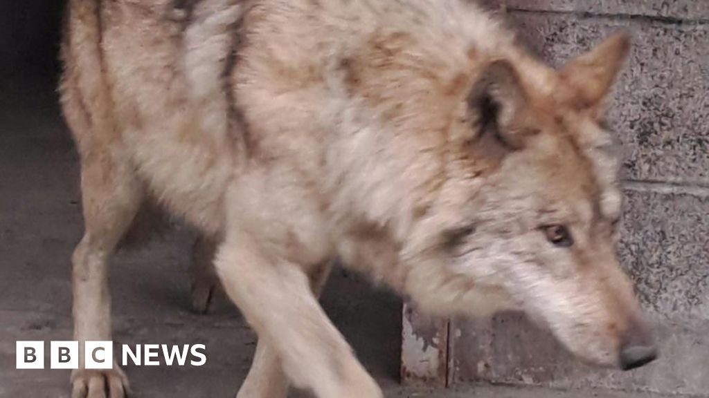 Neukgu: South Korea’s runaway wolf finally captured after nine-day search