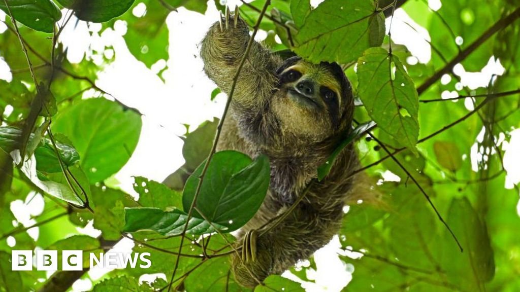 Sloth World: 31 sloths died before opening of Florida attraction