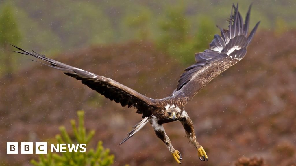 Government backs permanent return of golden eagles to England