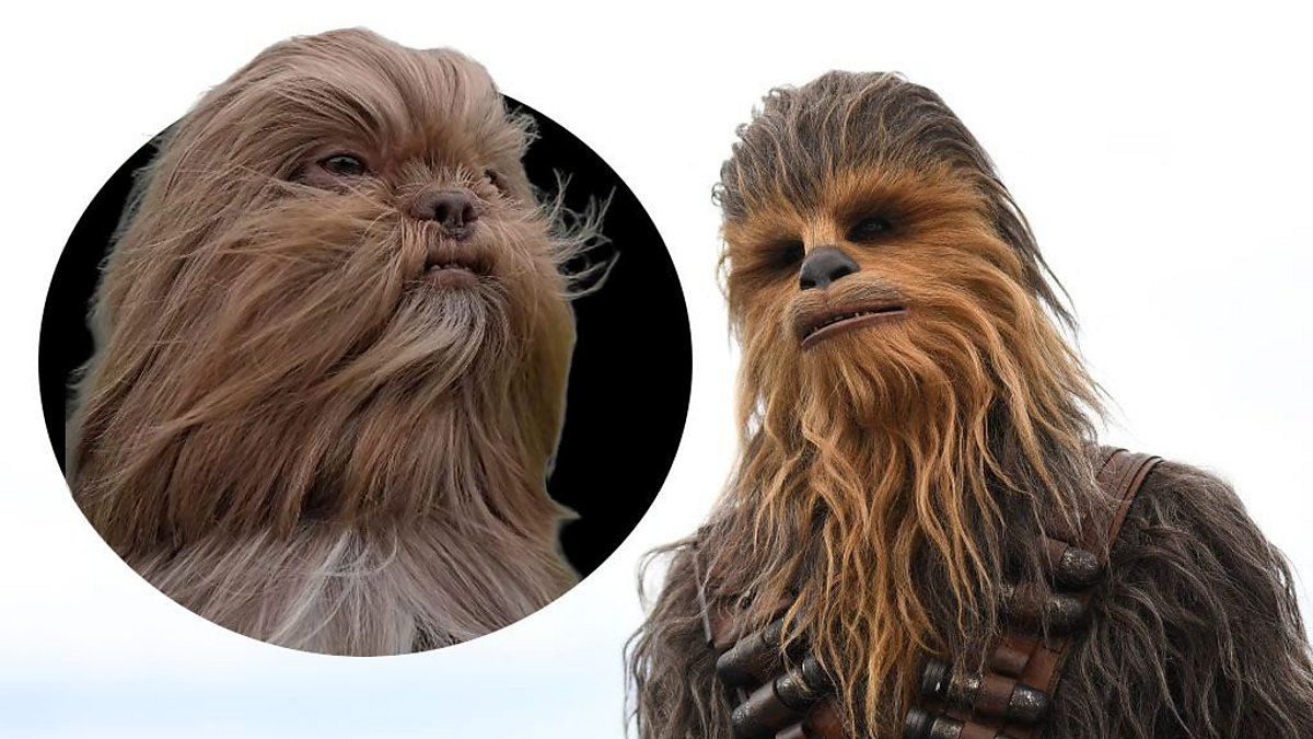 From Chewbacca the dog to Ed Sheeran the cat: Why pet lookalikes go viral – BBC Bitesize