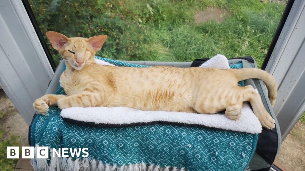 ‘I had to pay £14,000 in vets fees after my cat was run over’