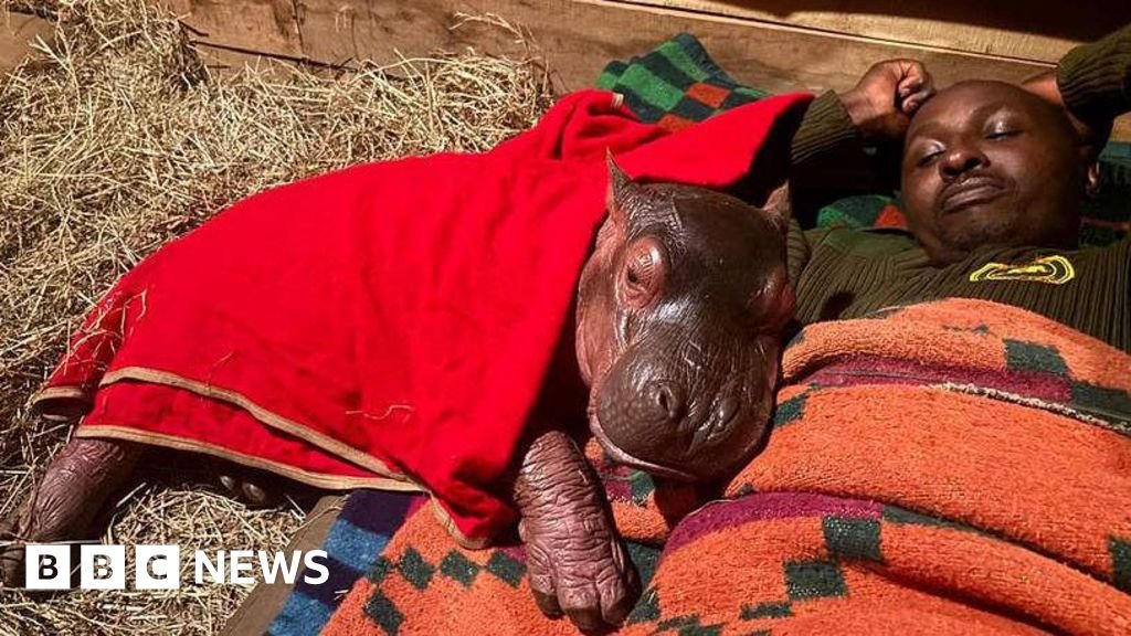 Orphaned baby hippo ‘Bumpy’ to be hand-reared by keepers at Kenya sanctuary