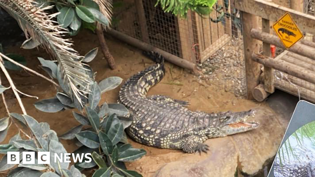 Boy, 3, was attacked by crocodile at Cambridgeshire zoo, BBC understands