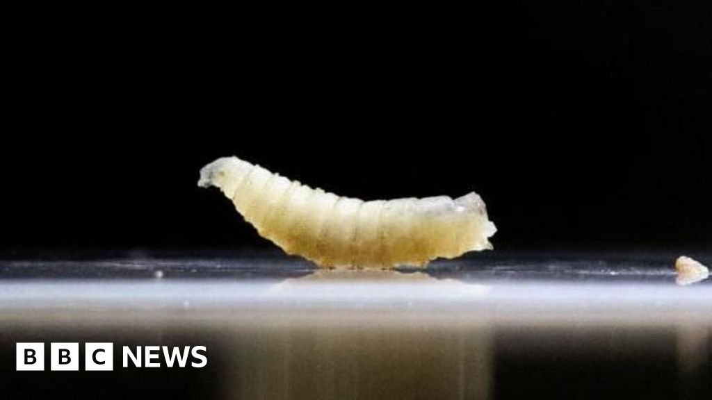 US plans to fight flesh-eating screwworm outbreak with flies and dogs