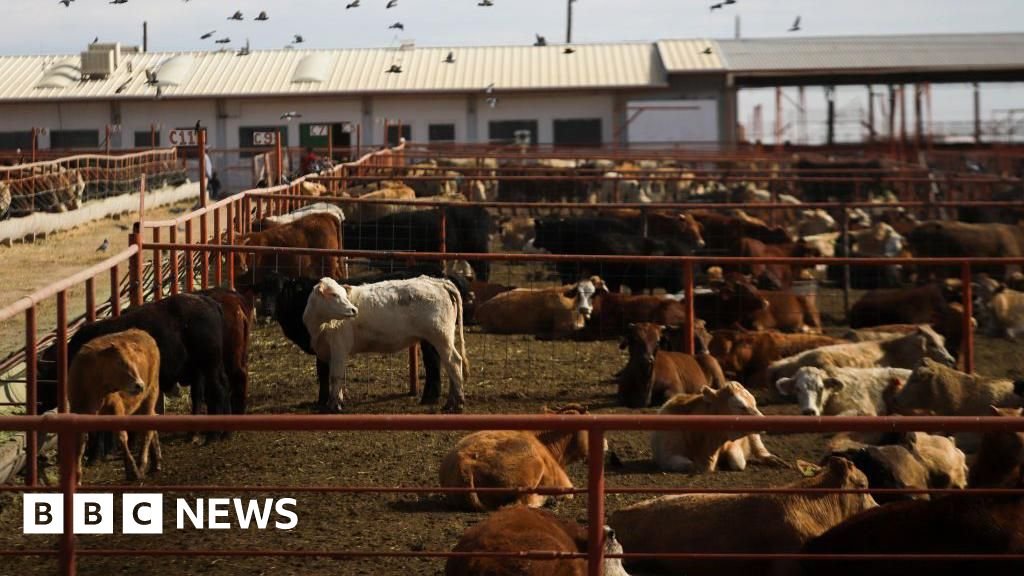 Flesh-eating screwworm: Canada bans Texas over US outbreak