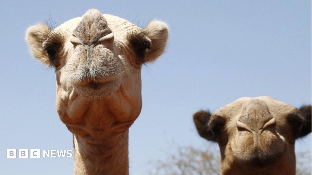 Africa’s camels are dying from extreme heat as temperatures soar