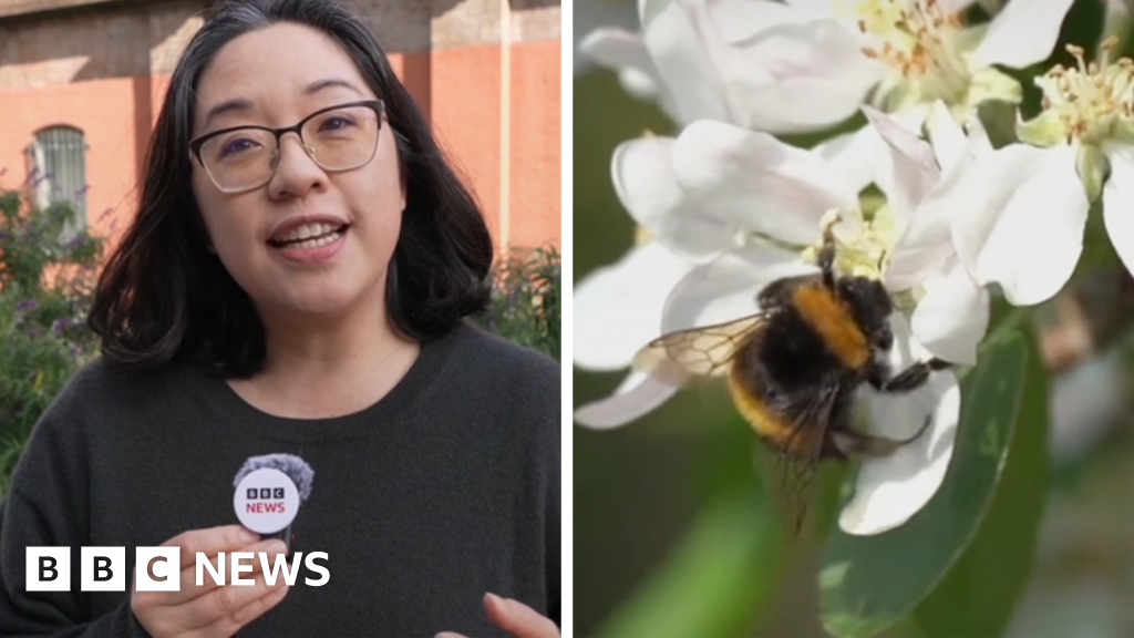 Do bees have feelings? Study reveals the insects’ ‘inner life’