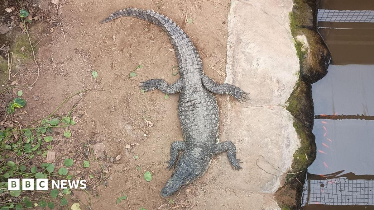 Crocodile attack most distressing day in our history, says zoo