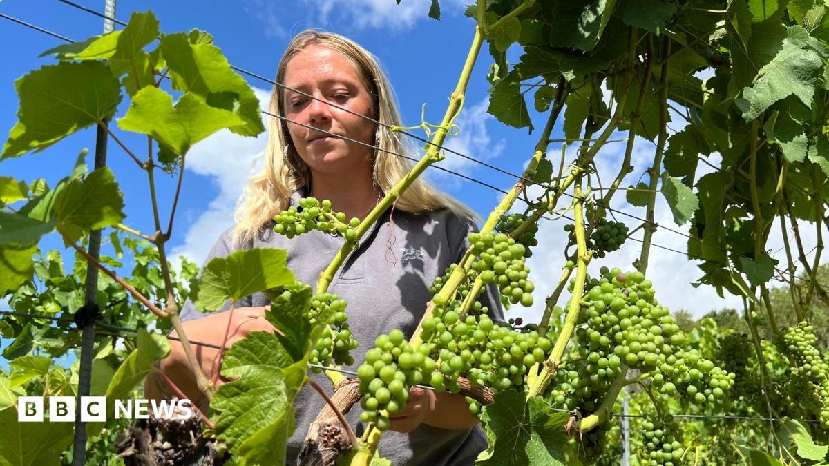 English winemakers prosper but veg farms wilt in the drought